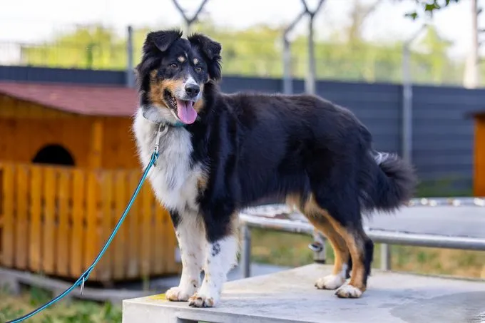 Dog from shelter, Moxy | Tricolor Australian Shepherd Female
