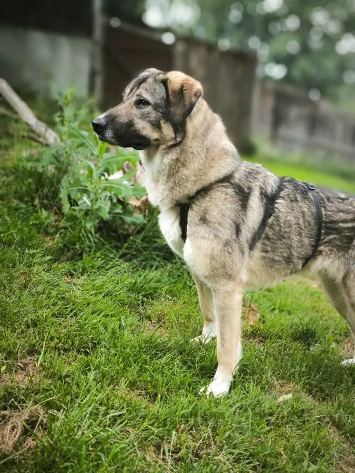 Dog from shelter, Roxy | Grau Schwarz Mischling Female