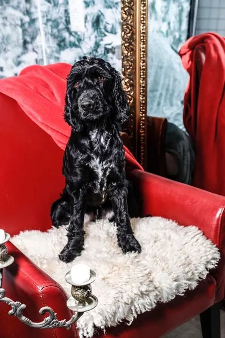 Luggi - Cocker Spaniel zur Adoption