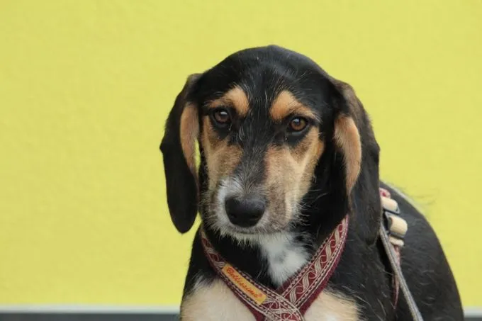 Phila - Mischling zur Adoption