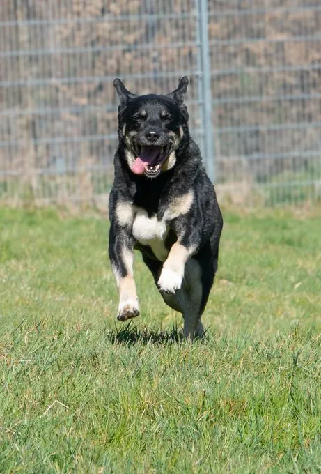Dog from shelter, Tyson | Grau Schwarz Appenzeller Mischling Male