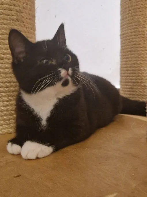 Ilvy(w)&Maxi(m) - ekh zur Adoption
