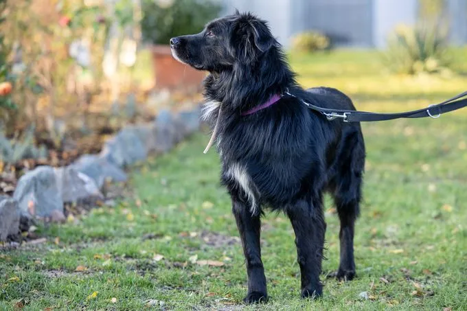 Dog from shelter, Schorle | Schwarz Weiß Mischling Male