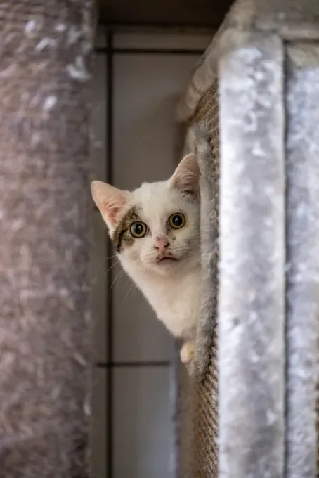 Cat from shelter, Rio | Weiß Grau Getigert Ehk Male