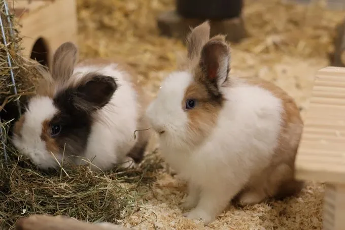 Charlie Brown & Linus van Pelt - Löwenkopf zur Adoption