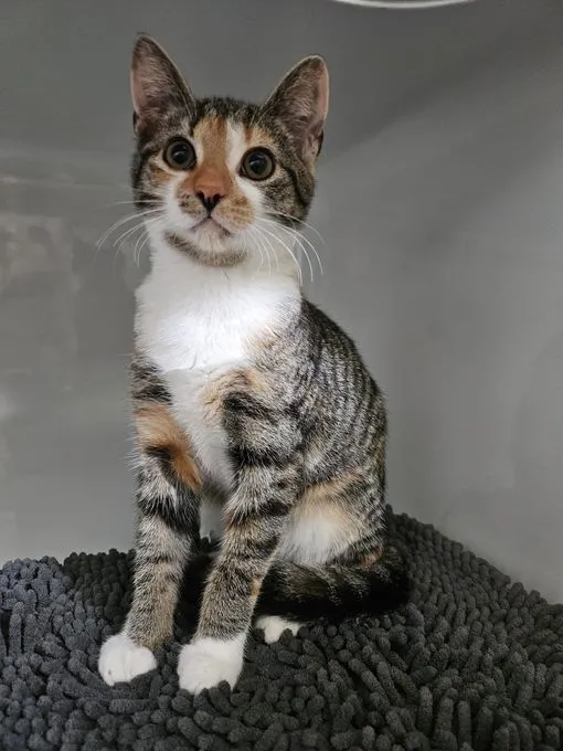Ella - EKH zur Adoption