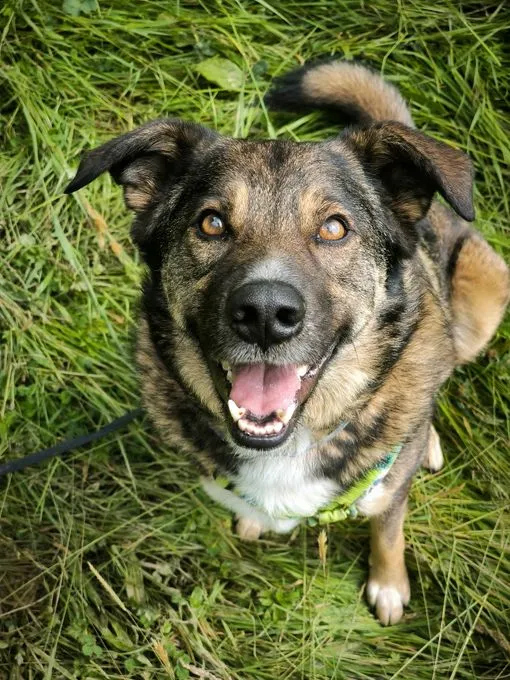 Hund aus Tierheim, Speedy | Braun Schwarz Weiß Mischling Männlich