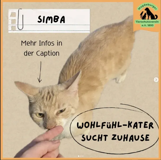 Simba - ekh zur Adoption