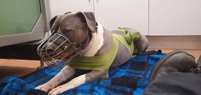 Dog from shelter, Ates | Staffordshire Mix Male