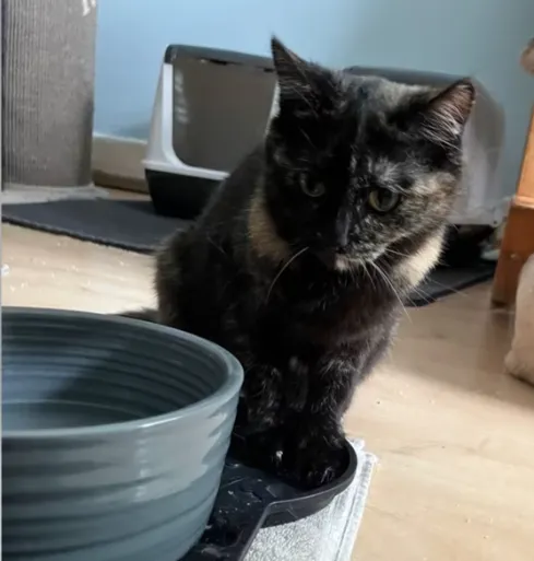 Luna - ekh zur Adoption