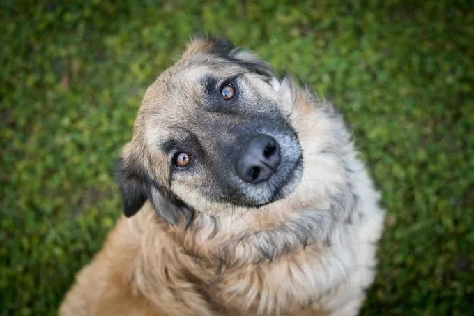 Charly - Mischling zur Adoption