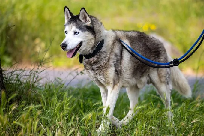 Hund aus Tierheim, Bonifacio | Weiß Grau Husky Männlich