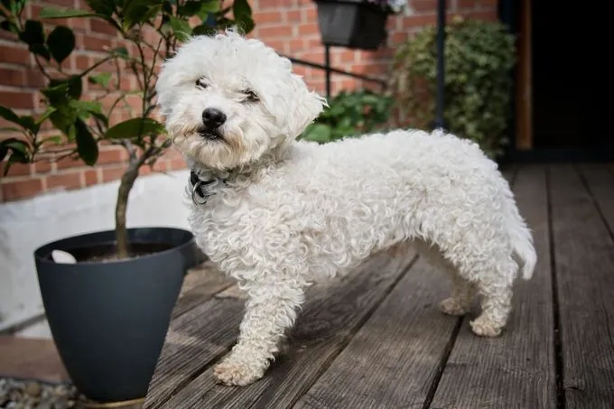 Finn - bichon-frise zur Adoption