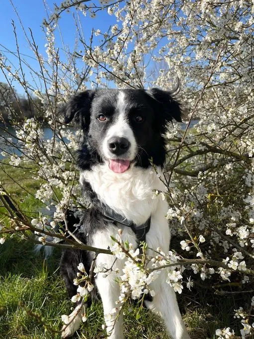 Balu - Mischling zur Adoption