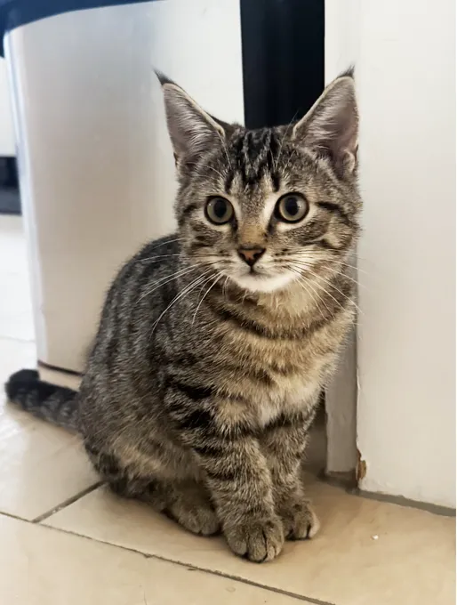 Milo - ekh zur Adoption