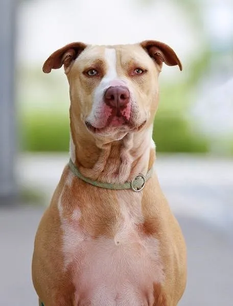 Dog from shelter, Donnie | Staffordshire Mix Male