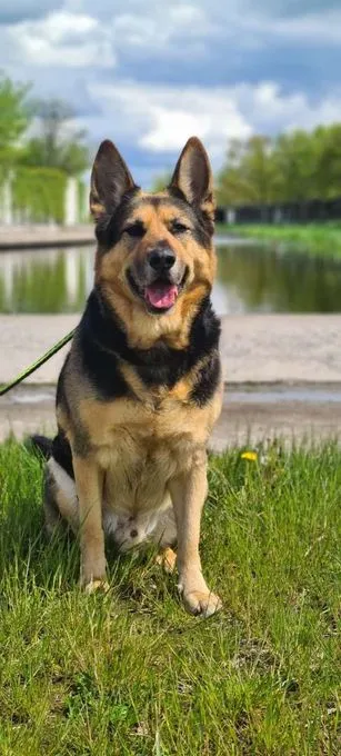 Hund aus Tierheim, Chiko | Schäferhund Husky Mix Männlich