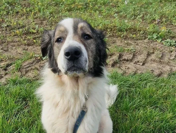 Dog from shelter, Admiral | Mix Male