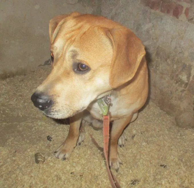 Dog from shelter, Rex | Beige Rex Male