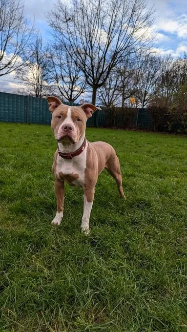 Dog from shelter, Annabelle | Rot Weiß Pitbull Female