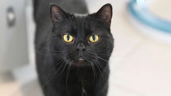 Katze aus Tierheim, Wallis | Ekh Weiblich