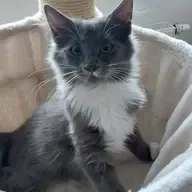 Harry - europäisch Kurzhaar zur Adoption