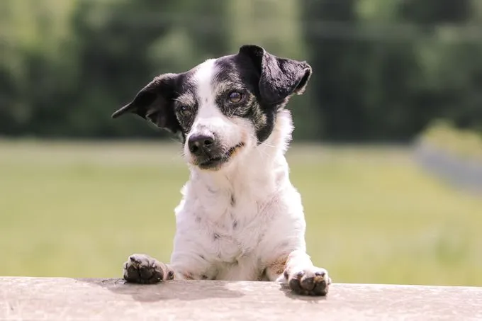 Tessa - mischling zur Adoption