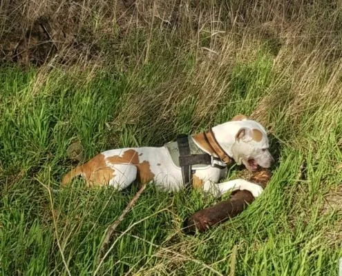 Dog from shelter, Wotan | Pitbull Male