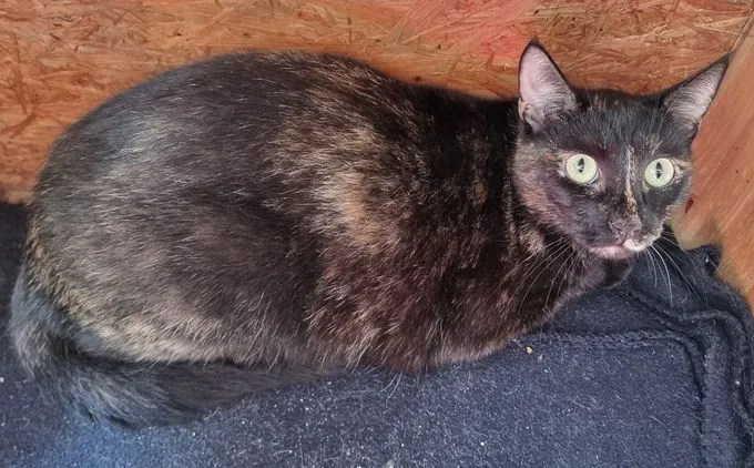 Sheila - ekh zur Adoption