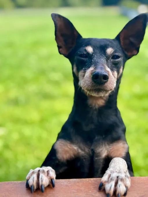 Burli - zwergpinscher zur Adoption