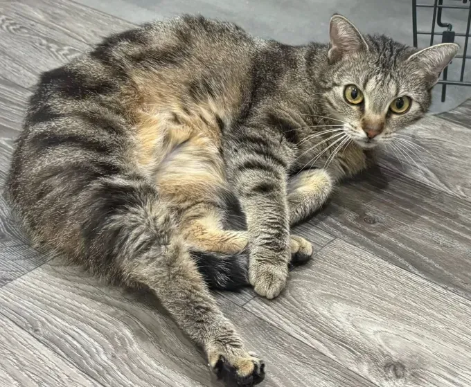 Mila - ekh zur Adoption