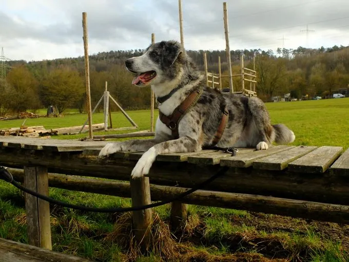 Dog from shelter, Tayo | Tricolor Australian Shepherd Mix Male