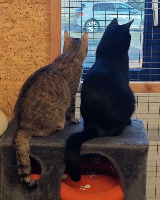 Carlo und Carla  - ekh zur Adoption