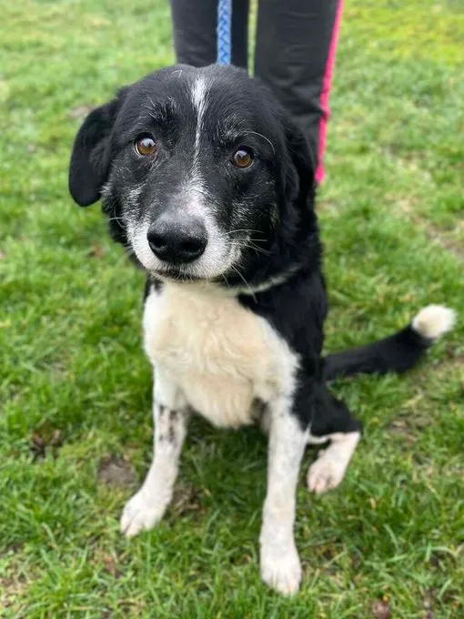 Rinti - Mischling zur Adoption