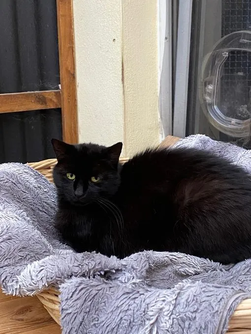 Katze aus Tierheim, Mohrle Leopold Und Mr Josi | Schwarz Europäische Hauskatzen Männlich