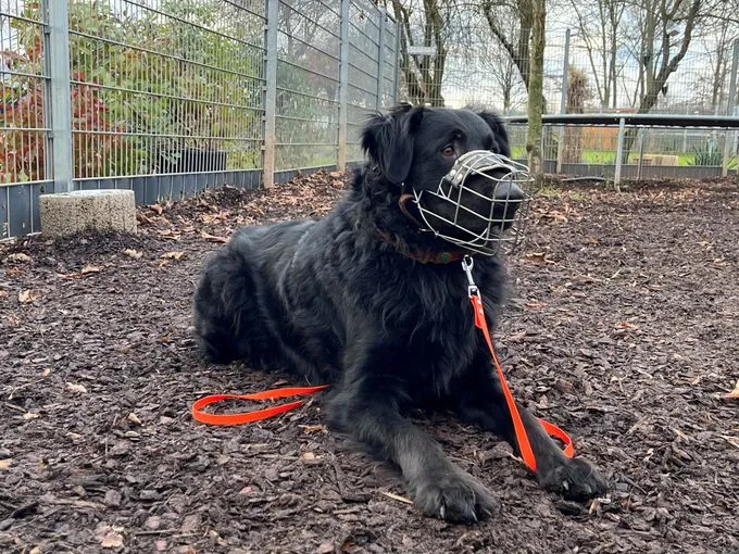 Dog from shelter, Gulliver | Schwarz Mischling Male