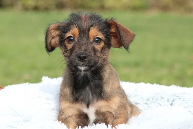 Moo - Mischling zur Adoption