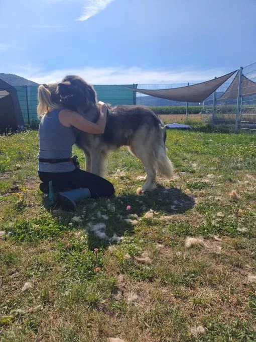 Hund aus Tierheim, Kooper | Grau Schwarz Sarplaninac Mix Männlich