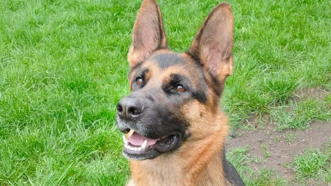 Chloe - deutscher-schaeferhund zur Adoption