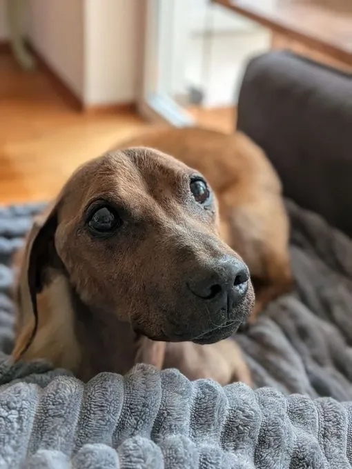 Timmy - dackel-mix zur Adoption