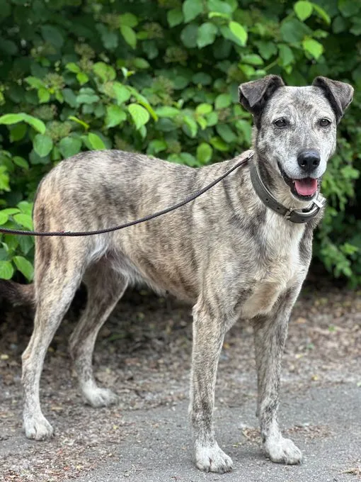 Marcia - Mischling zur Adoption