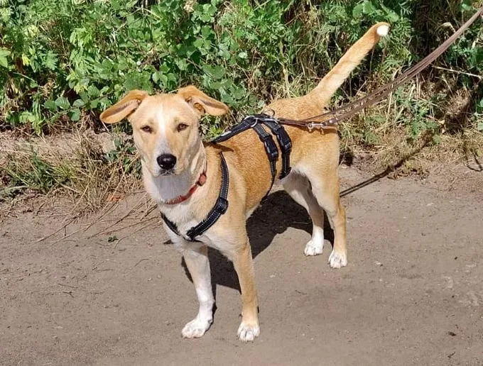 Fiete - Pointer-Beagle Mix zur Adoption