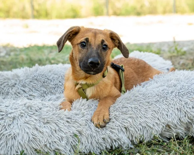 Kanai - mischling zur Adoption
