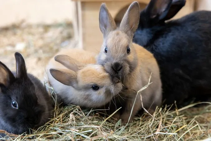 Kaninchen - Kaninchen zur Adoption