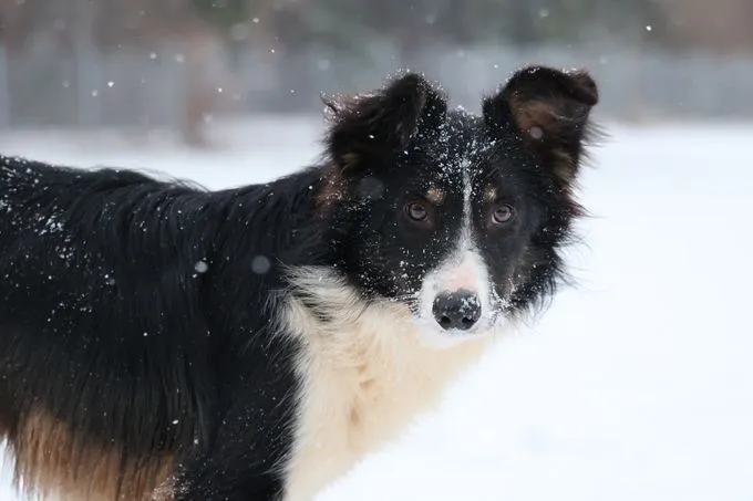 Flip - Border Collie Mix zur Adoption