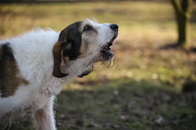Dog from shelter, Lanceur | Griffon Basset Mix Male