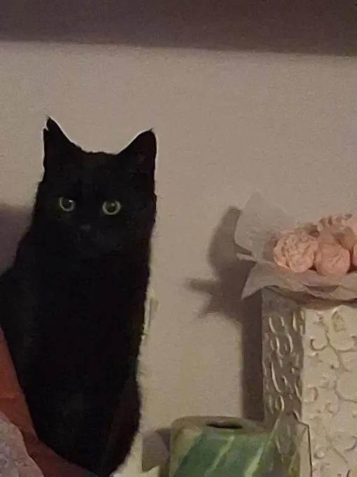 Mamba - mischlingskatze zur Adoption