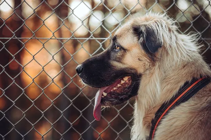 Hund aus Tierheim, Mira | Blond Kangal Mix Weiblich