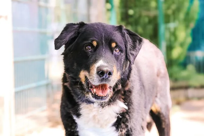 Bubi - appenzeller zur Adoption