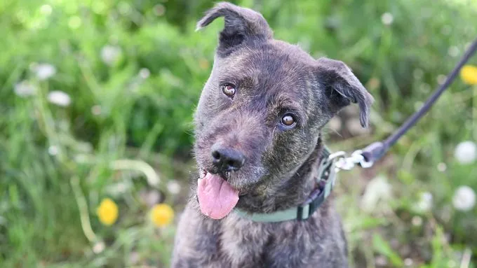 Dog from shelter, Donnie | Schnauzer Mix Female